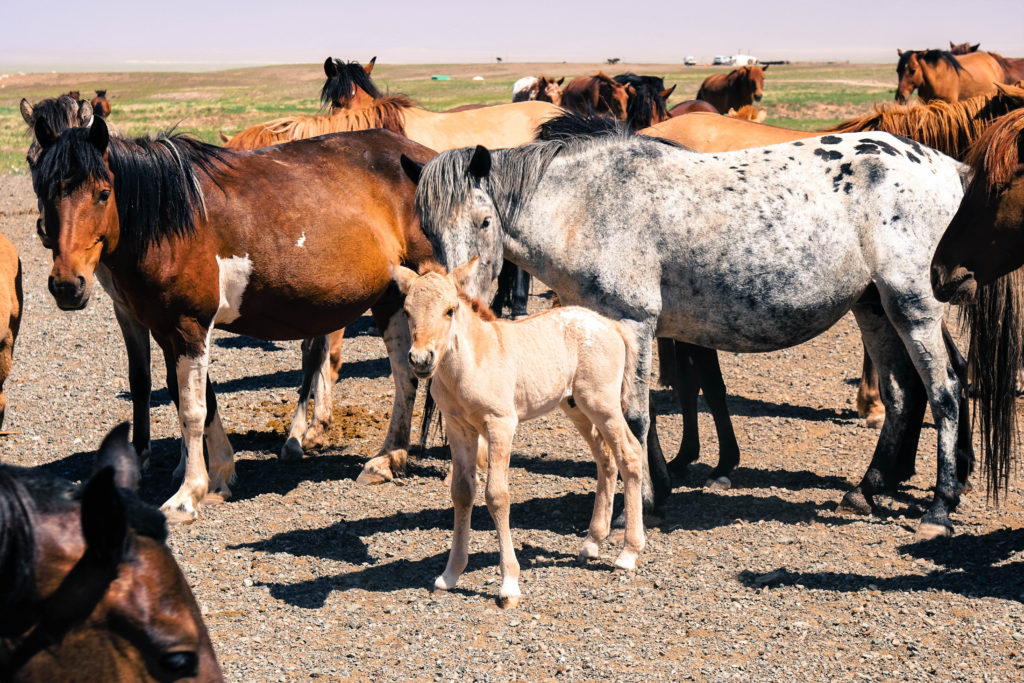Pferder in der Wüste Gobi